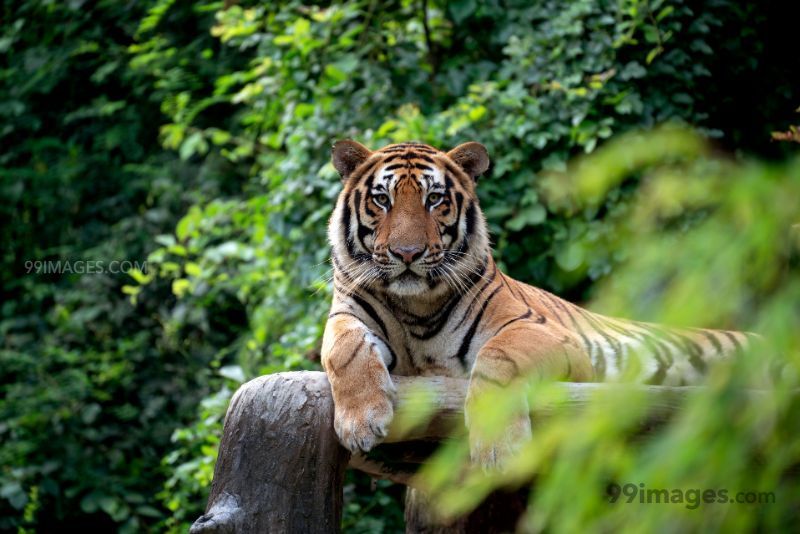 ✓[150+] Best Tiger HD Photos (Baby Tiger, Wild, Bengal, Siberian, White,  Black), Wallpapers, WhatsApp DP & Status Download (png / jpg) (2023)