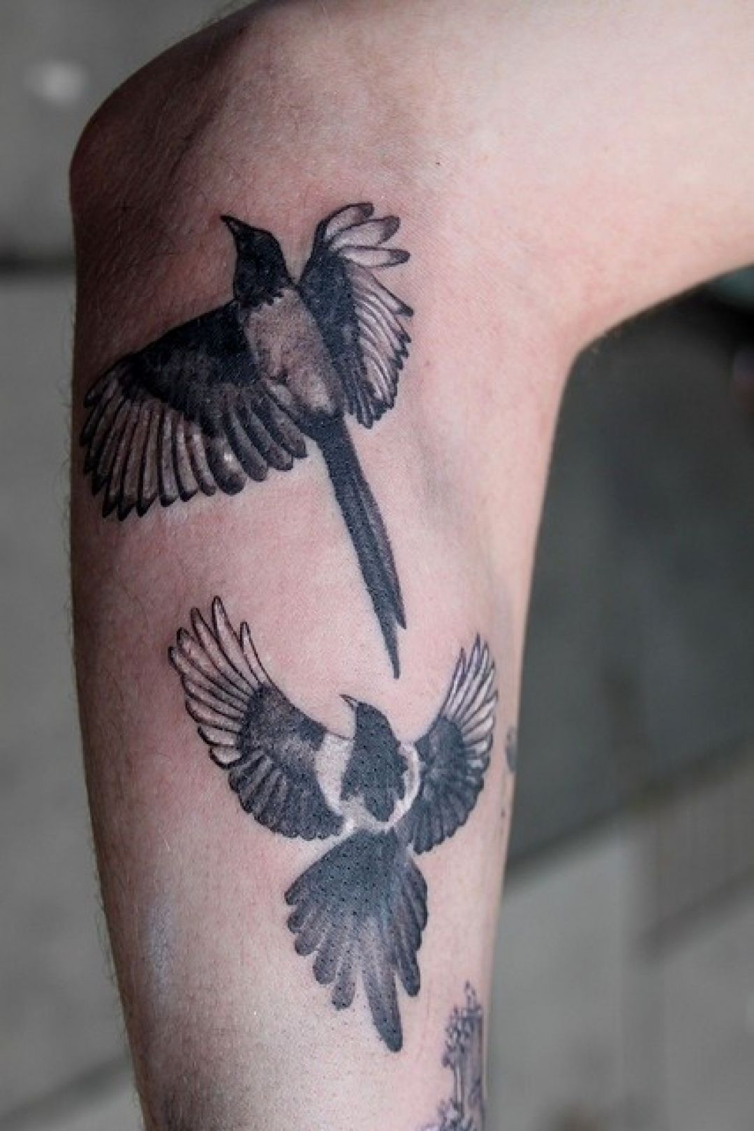 ✓[100+] Bird Arm Tattoo Design (png / jpg) (2023)