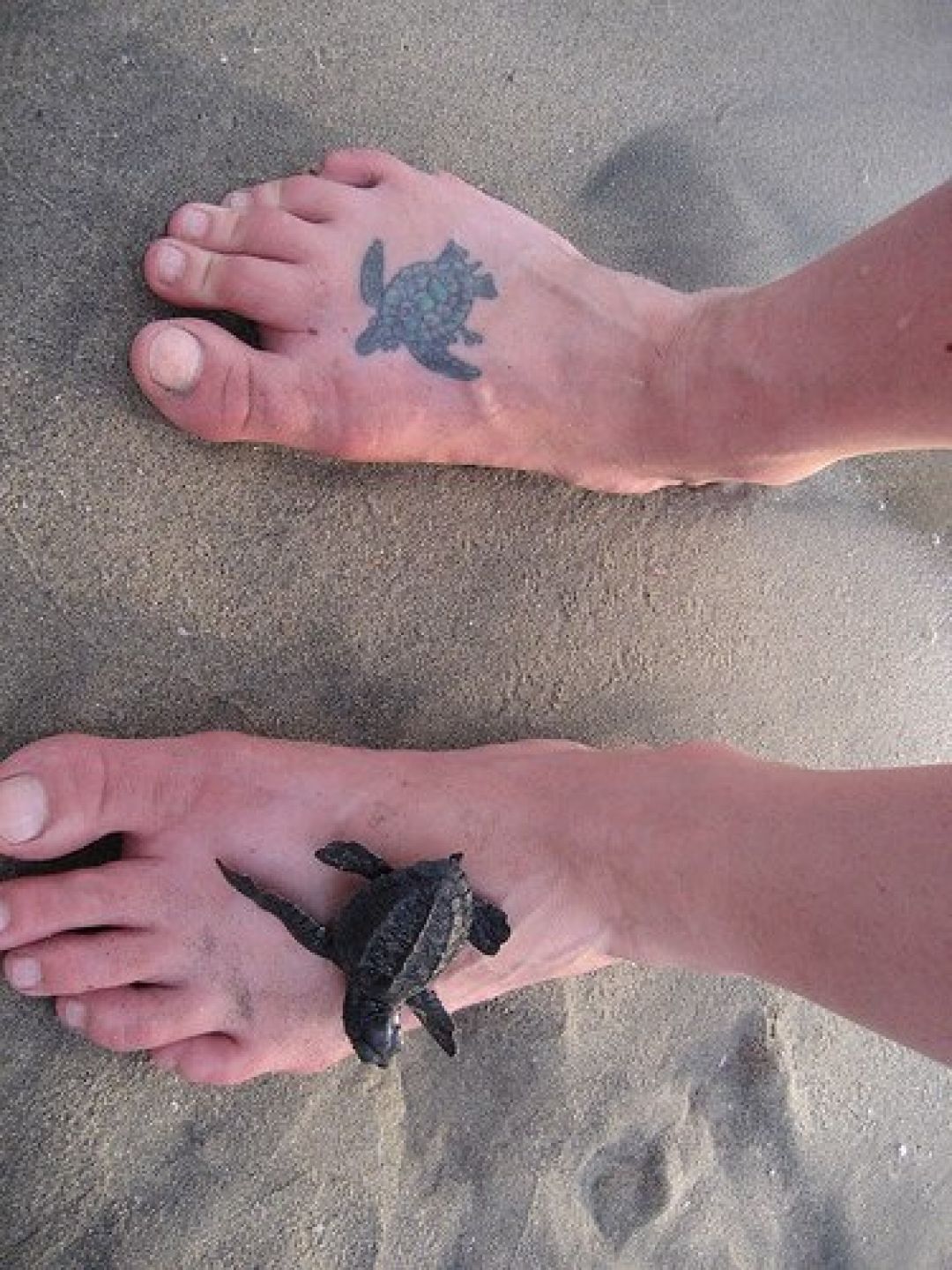 ✓[100+] Small Turtle Foot Tattoo Design (png / jpg) (2023)