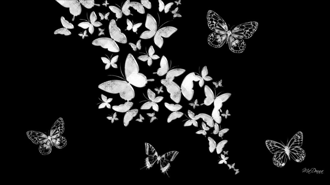 ✓[90+] Black and White Butterfly Wallpaper - Download at - Android / iPhone HD  Wallpaper Background Download (png / jpg) (2023)