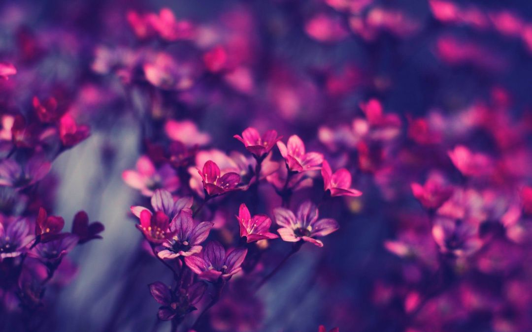 ✓[450+] Purple Flower Wallpaper Background Desktop Wallpaper Box - Android  / iPhone HD Wallpaper Background Download (png / jpg) (2023)