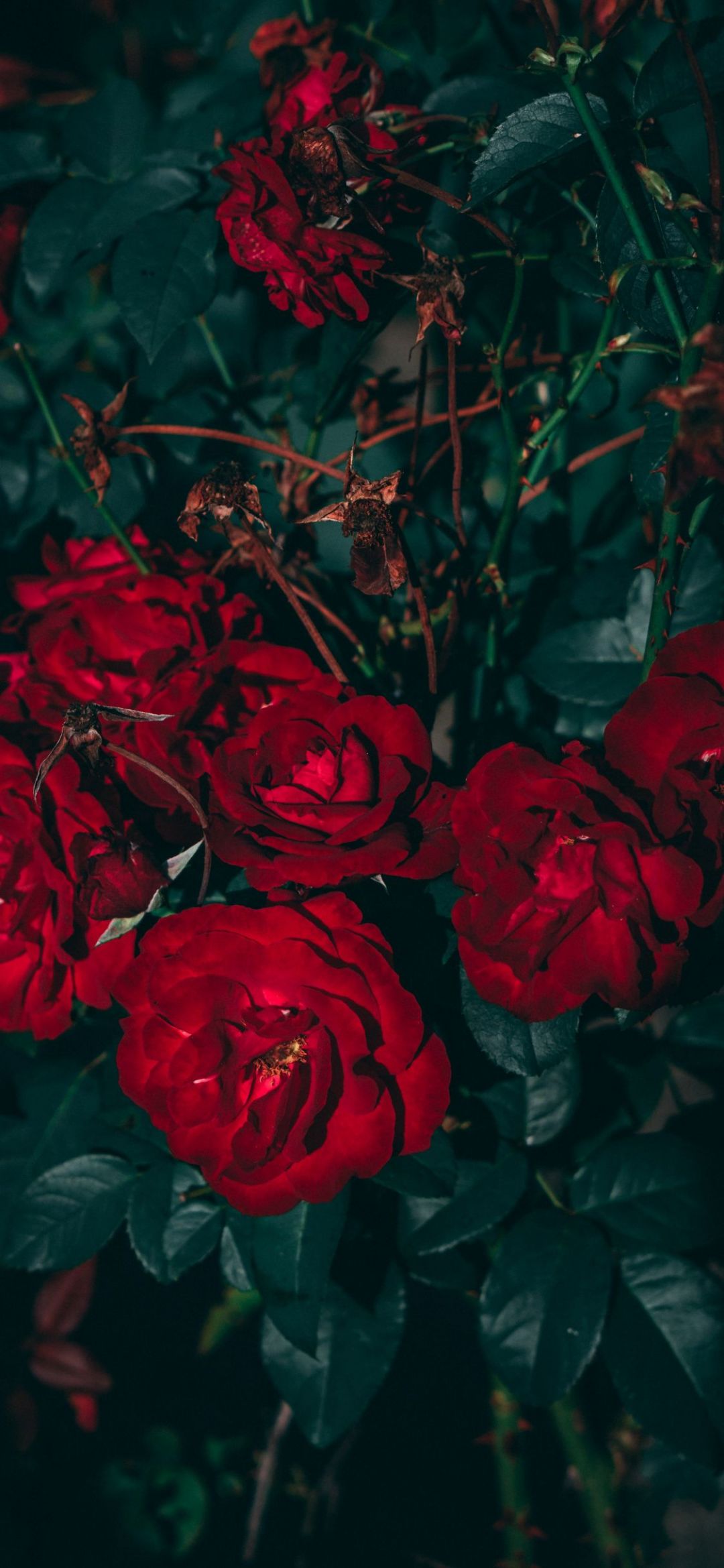 ✓[450+] Aesthetic Rose Wallpaper - Android / iPhone HD Wallpaper Background  Download (png / jpg) (2023)