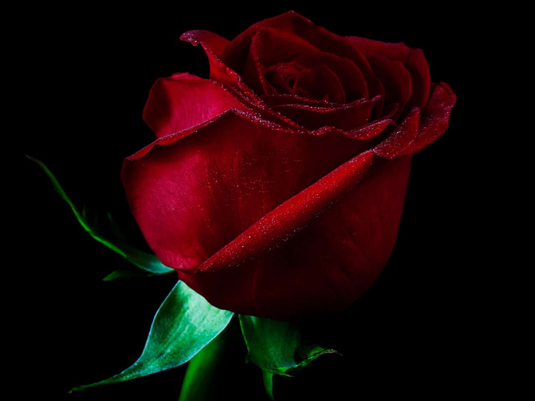 ✓[255+] Red Rose Wallpaper - Android, iPhone, Desktop HD Backgrounds /  Wallpapers (1080p, 4k) (png / jpg) (2023)