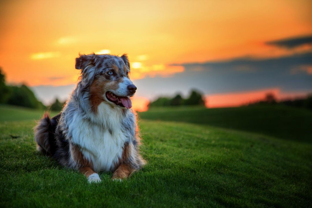 ✓[250+] Dog Wallpaper and Photo 4K Full HD - Android / iPhone HD Wallpaper  Background Download (png / jpg) (2023)