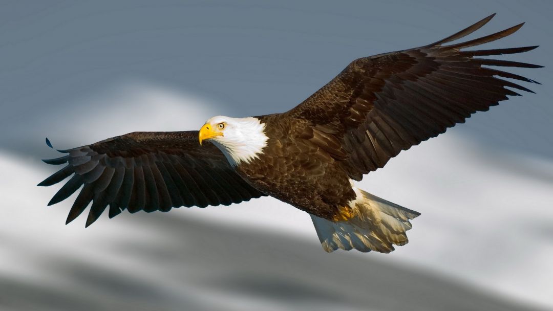 ✓[65+] Flying Eagle Wallpaper - Android / iPhone HD Wallpaper Background  Download (png / jpg) (2023)