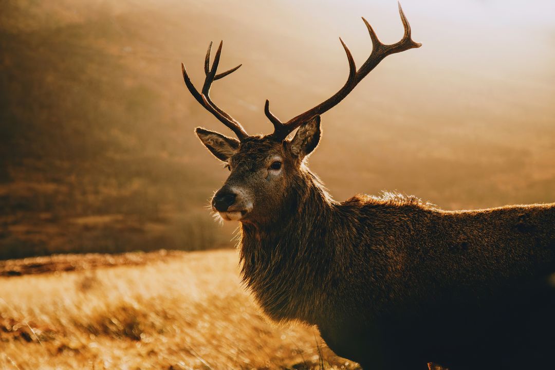 ✓[800+] Deer Morning Landscape - Android / iPhone HD Wallpaper Background  Download (png / jpg) (2023)