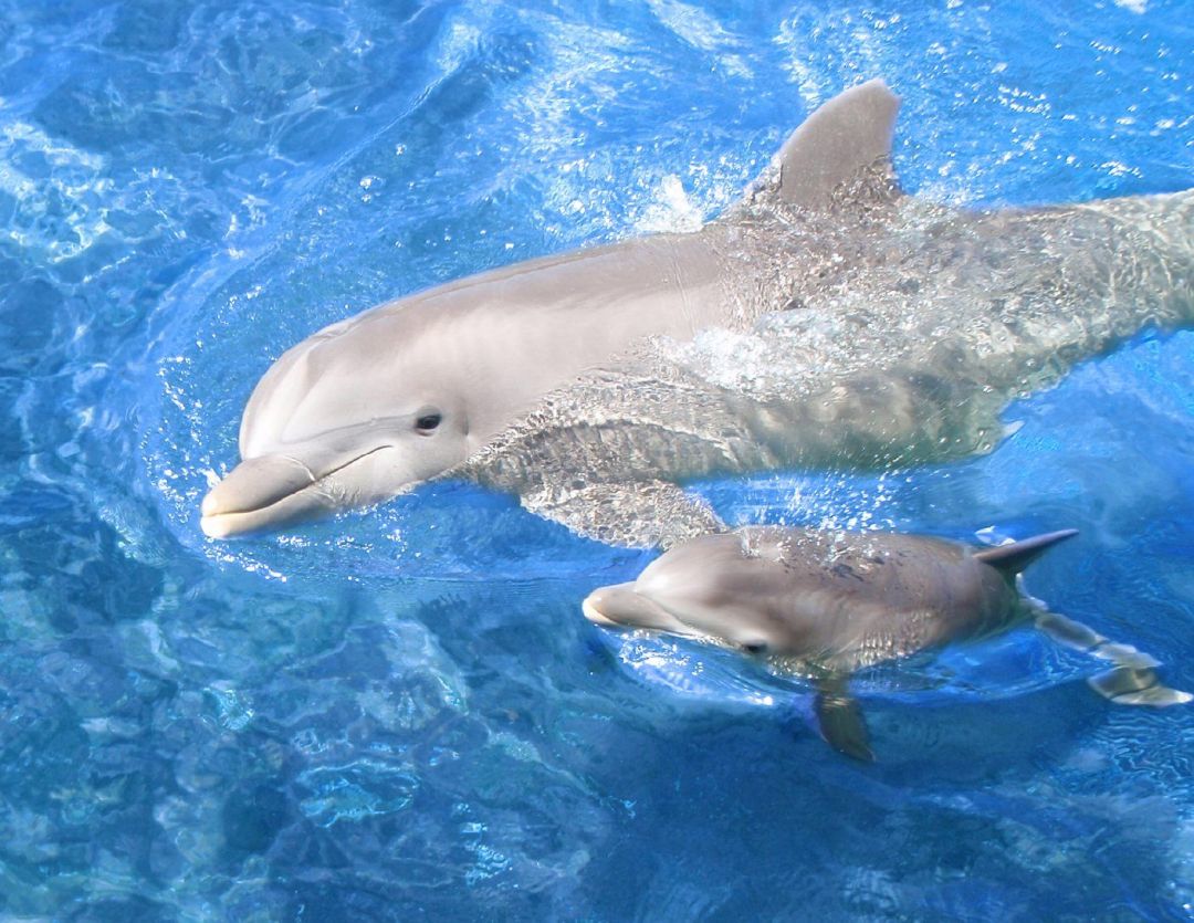 ✓[35+] Really Baby Dolphins HD Desktop Wallpaper, Instagram photo - Android  / iPhone HD Wallpaper Background Download (png / jpg) (2023)