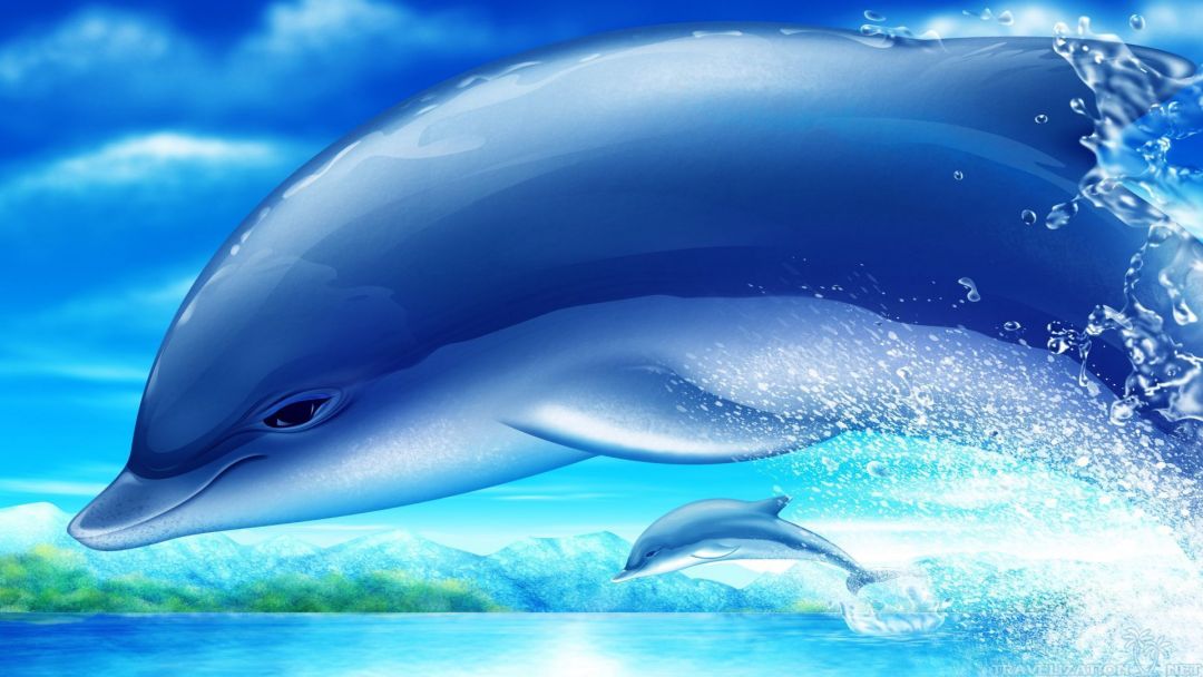 ✓[35+] Amazing Dolphins Wallpaper Travelization 1920×1200 Picture Of -  Android / iPhone HD Wallpaper Background Download (png / jpg) (2023)