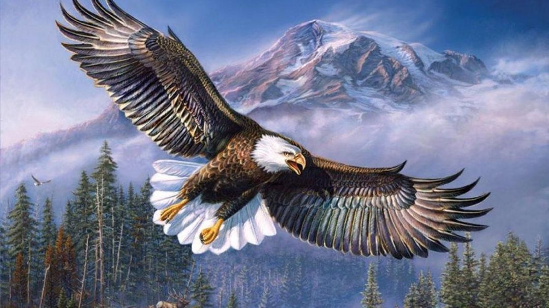 ✓[80+] Beautiful Eagle HD Wallpaper 2015. Nature - Android / iPhone HD  Wallpaper Background Download (png / jpg) (2023)