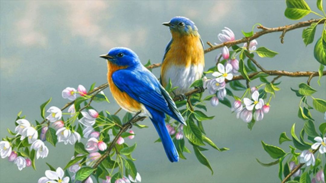 ✓[355+] Love Birds Wallpaper Animated - Android / iPhone HD Wallpaper  Background Download (png / jpg) (2023)