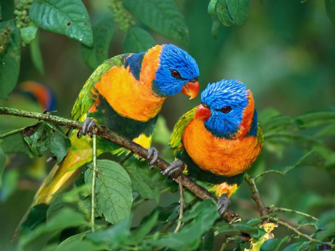 ✓[355+] Cool Animals Picture: Beautiful Colorful Birds New Fresh Background  - Android / iPhone HD Wallpaper Background Download (png / jpg) (2023)