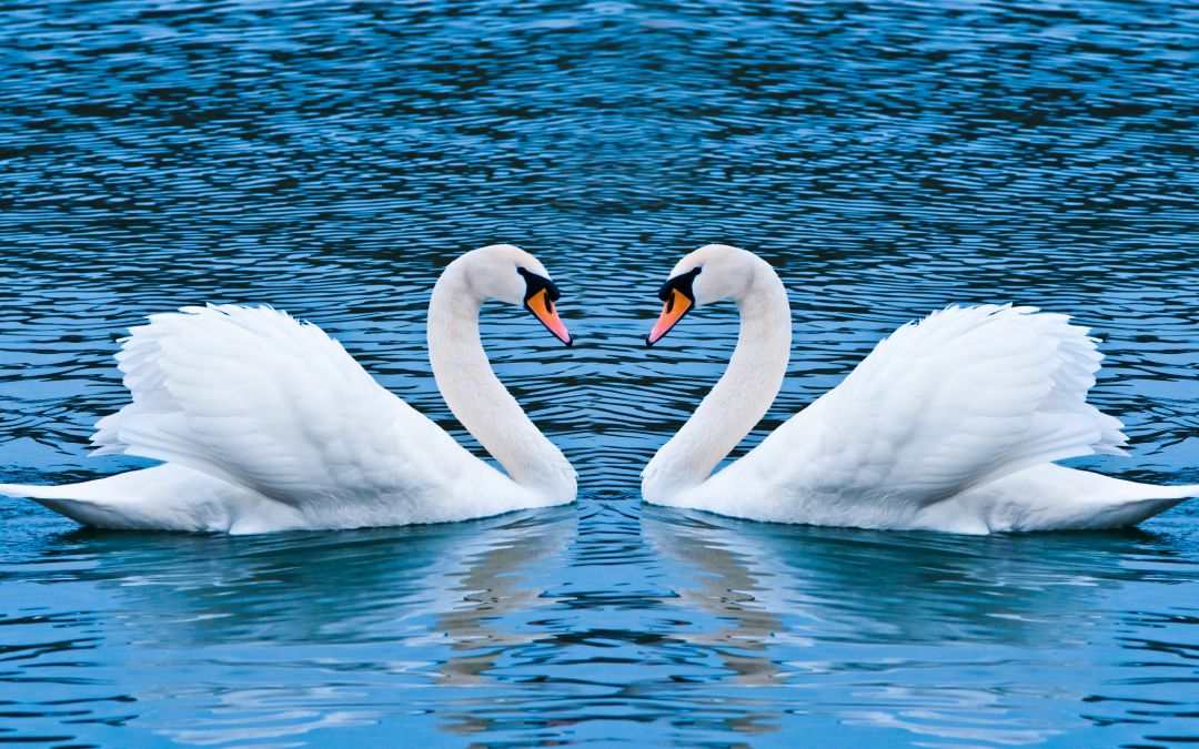 ✓[355+] Swan Love Birds - Android, iPhone, Desktop HD Backgrounds /  Wallpapers (1080p, 4k) (png / jpg) (2023)