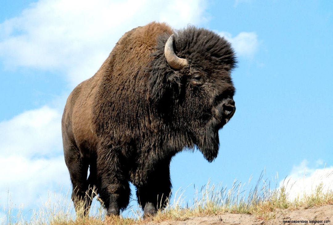 ✓[65+] American Bison Wallpaper 13 - 1483 X 1004 - Android / iPhone HD  Wallpaper Background Download (png / jpg) (2023)