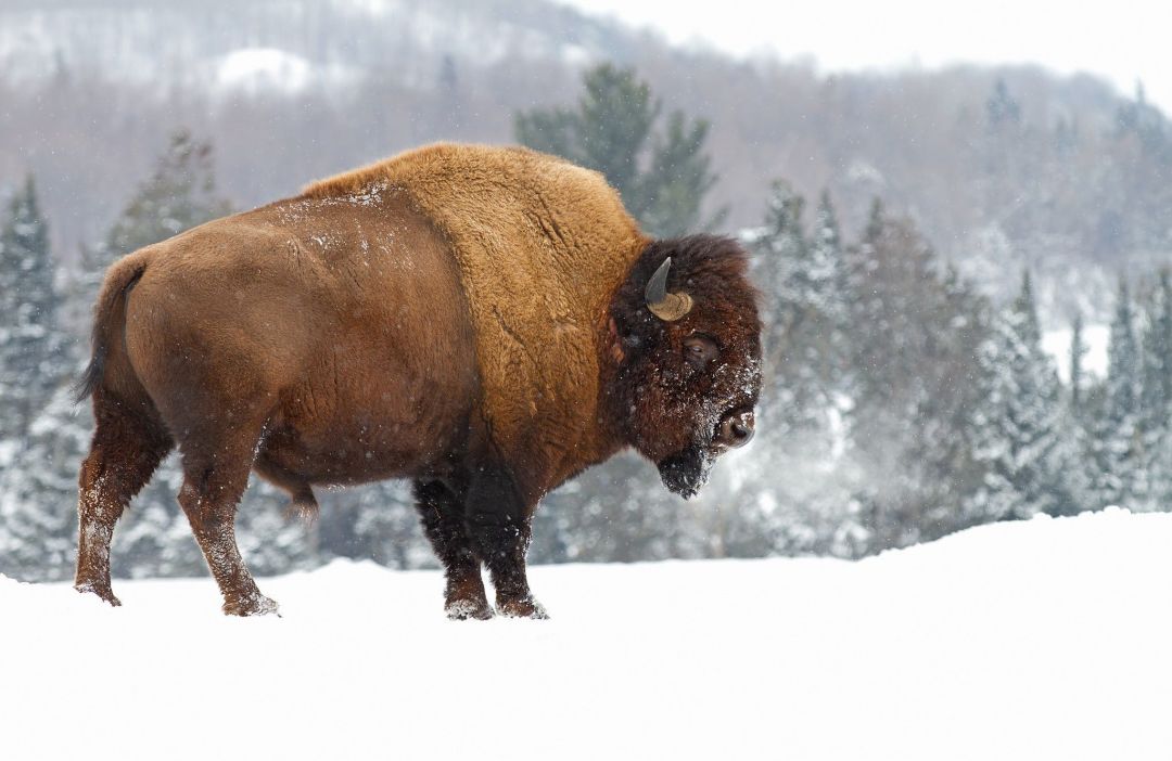 ✓[65+] American Bison Wallpaper 21 - 2048 X 1332 - Android / iPhone HD  Wallpaper Background Download (png / jpg) (2023)