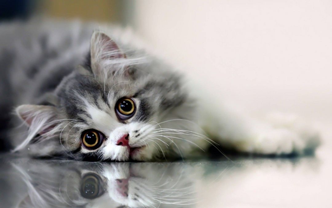 ✓[200+] Beautiful Cute Cat Wallpaper HD For Desktop - Android / iPhone HD  Wallpaper Background Download (png / jpg) (2023)