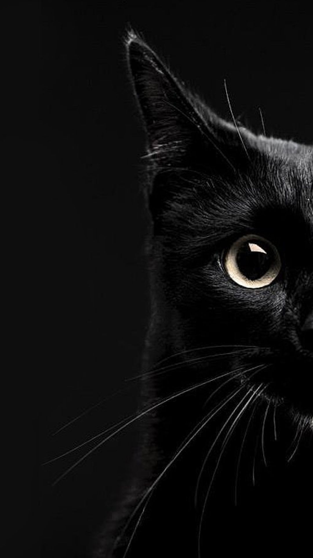 Free Black Cat Wallpaper Downloads 200 Black Cat Wallpapers for FREE   Wallpaperscom