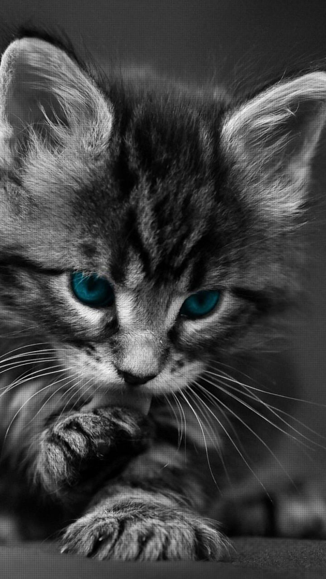 999 Dark Cat Pictures  Download Free Images on Unsplash