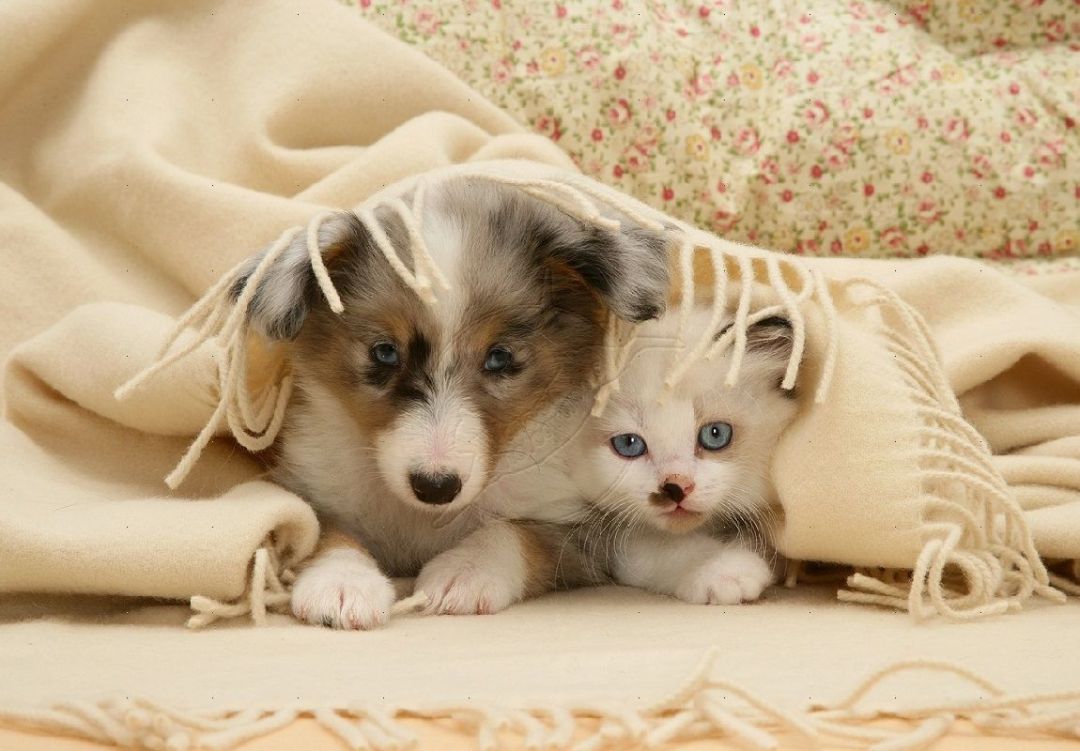 ✓[85+] Cat And Dogs Wallpaper - Android / iPhone HD Wallpaper Background  Download (png / jpg) (2023)