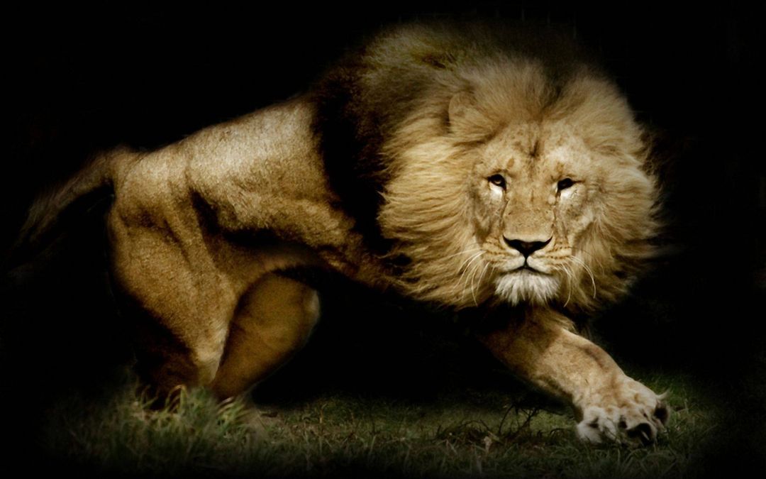 ✓[110+] Cool Lion  Wallpaper Lion Group. Coolness By Dfhovland5  - Android / iPhone HD Wallpaper Background Download (png / jpg) (2023)