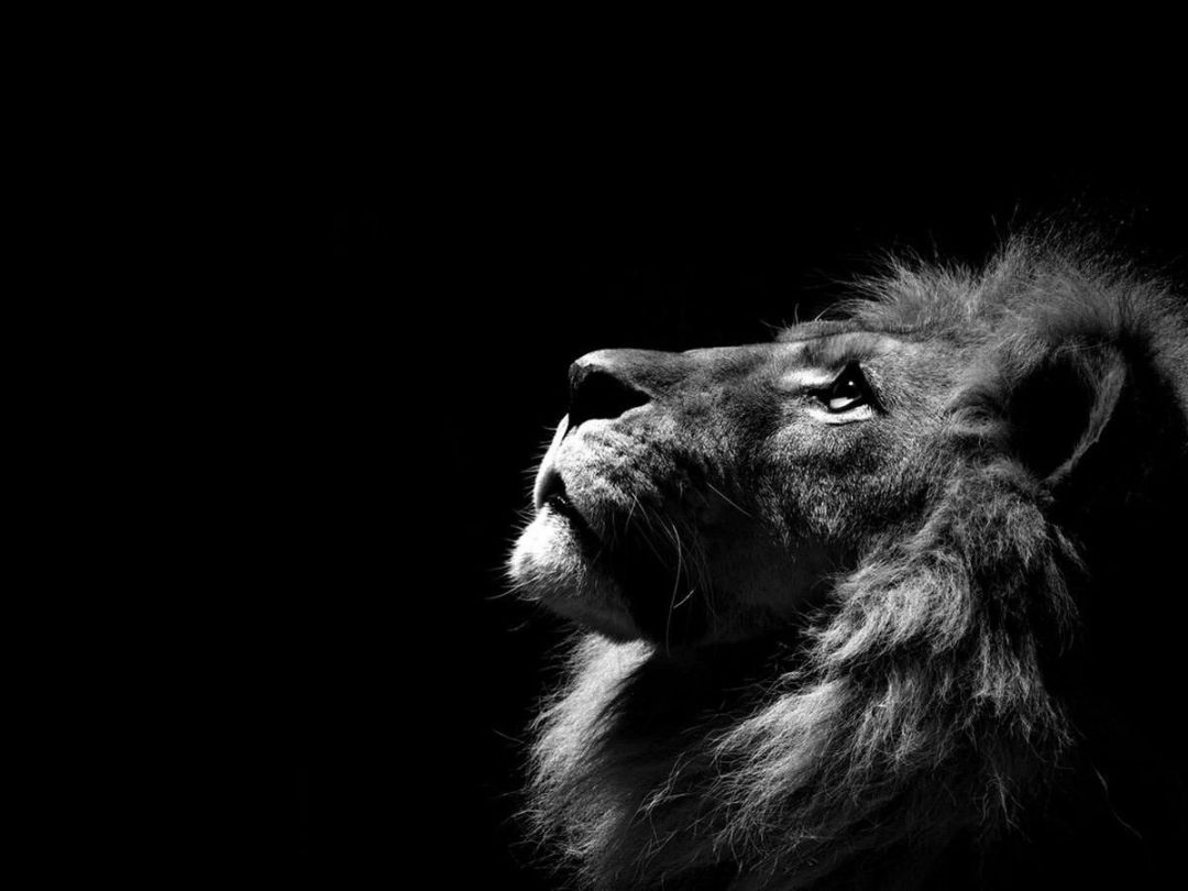 ✓[110+] Lion Wallpaper – Lion Wallpaper Collection – free download -  Android / iPhone HD Wallpaper Background Download (png / jpg) (2023)