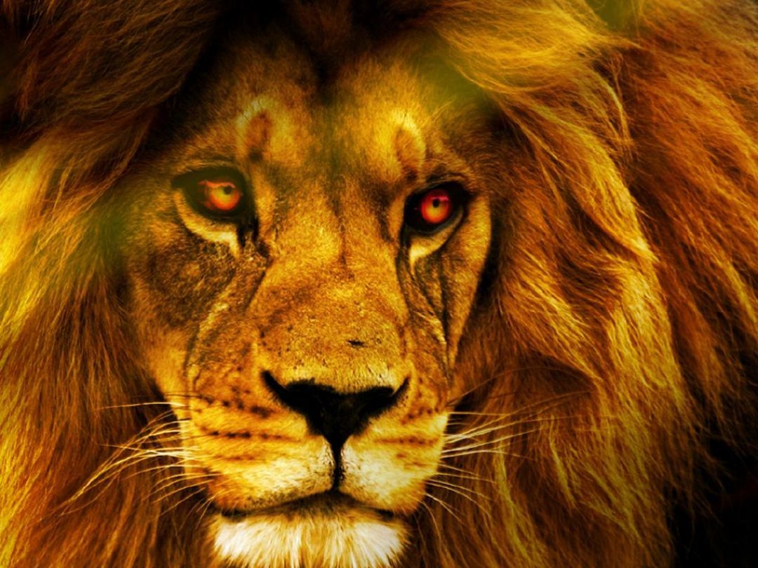 ✓[110+] Cool Lion Wallpaper HD. HD Wallpaper. Lion wallpaper - Android /  iPhone HD Wallpaper Background Download (png / jpg) (2023)