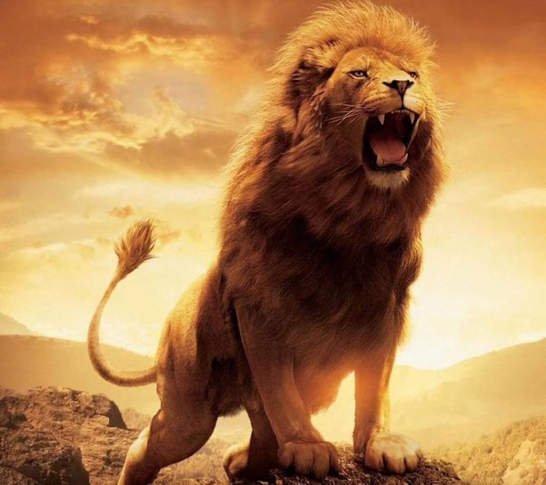 ✓[110+] Lion Wallpaper - Android, iPhone, Desktop HD Backgrounds /  Wallpapers (1080p, 4k) (png / jpg) (2023)
