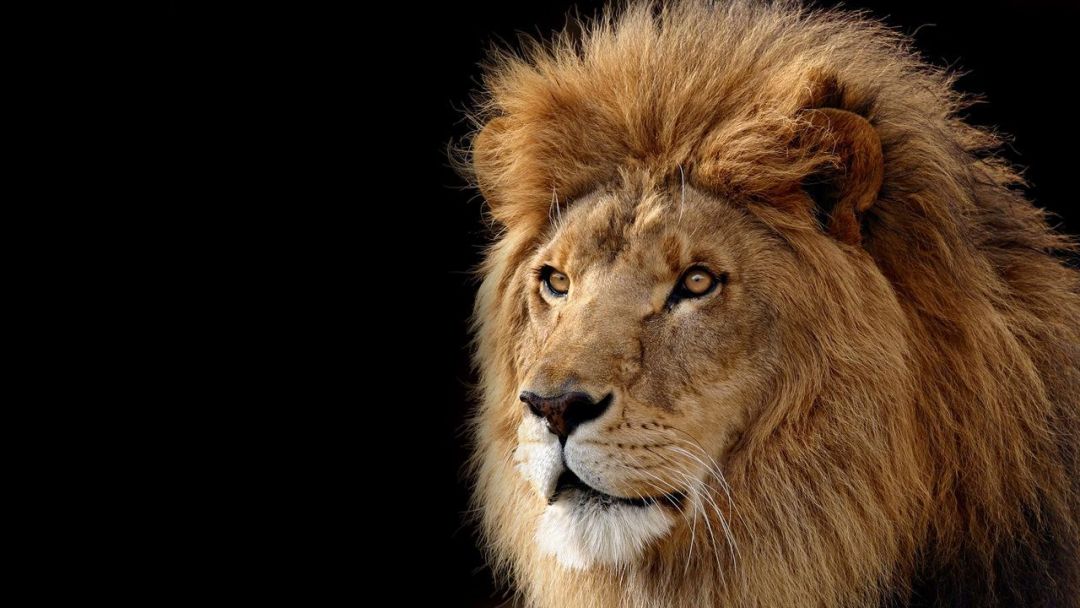 ✓[110+] Lion Wallpaper Gallery - Best Image Lion 2018 - Android / iPhone HD  Wallpaper Background Download (png / jpg) (2023)