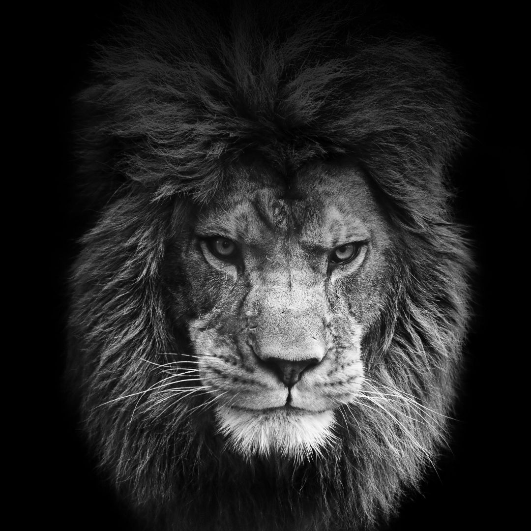 ✓[110+] Top Beautiful Lion Photo, 14 4K Ultra HD,  Wallpaper - Android  / iPhone HD Wallpaper Background Download (png / jpg) (2023)