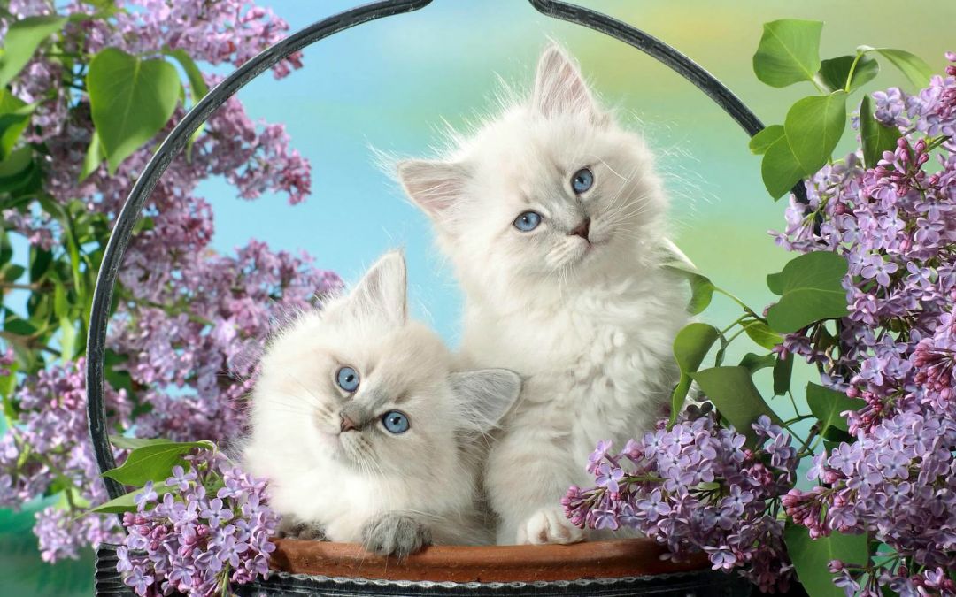 ✓[75+] Cute and Lovely Cat Wallpaper for Desktop - Android / iPhone HD  Wallpaper Background Download (png / jpg) (2023)