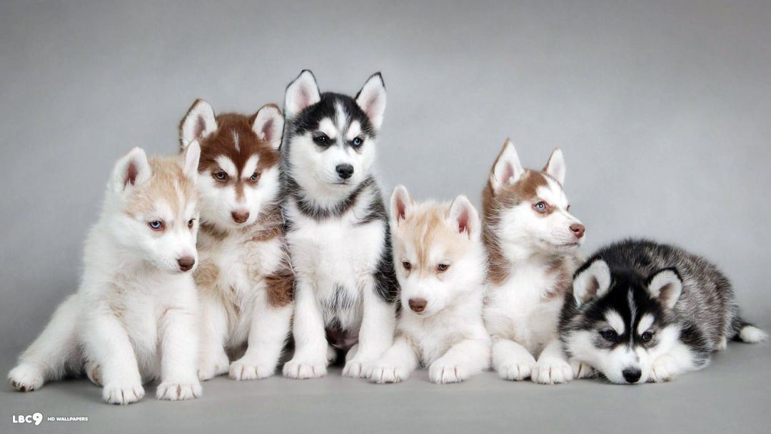 ✓[120+] Siberian Husky Dogs Desktop Picture – One HD Wallpaper Picture -  Android / iPhone HD Wallpaper Background Download (png / jpg) (2023)
