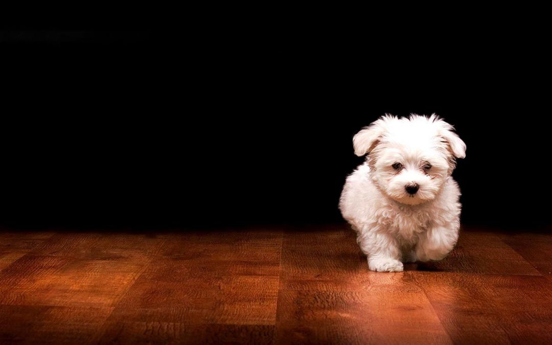 ✓[120+] Cute Puppy Dog Desktop Wallpaper – One HD Wallpaper Picture -  Android / iPhone HD Wallpaper Background Download (png / jpg) (2023)