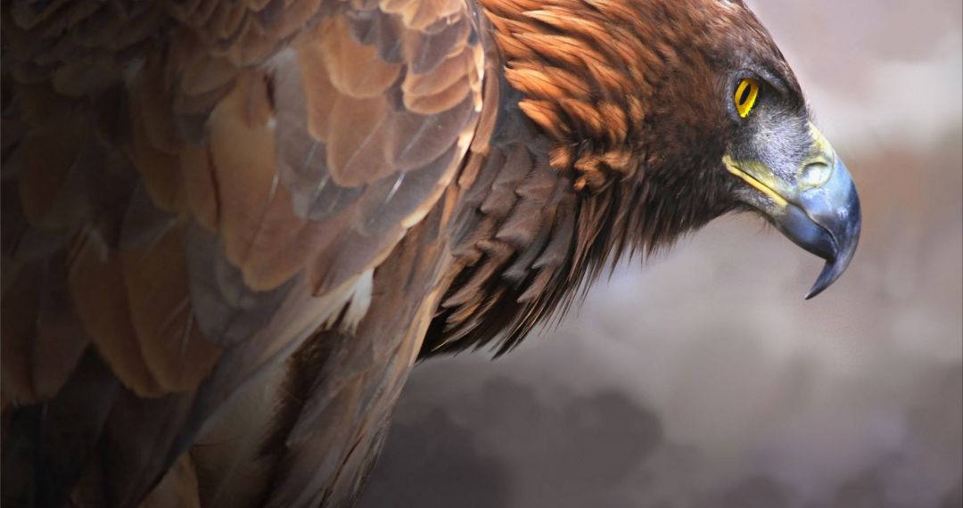 ✓[70+] golden eagle bird 4k ultra HD wallpaper High quality walls - Android  / iPhone HD Wallpaper Background Download (png / jpg) (2023)
