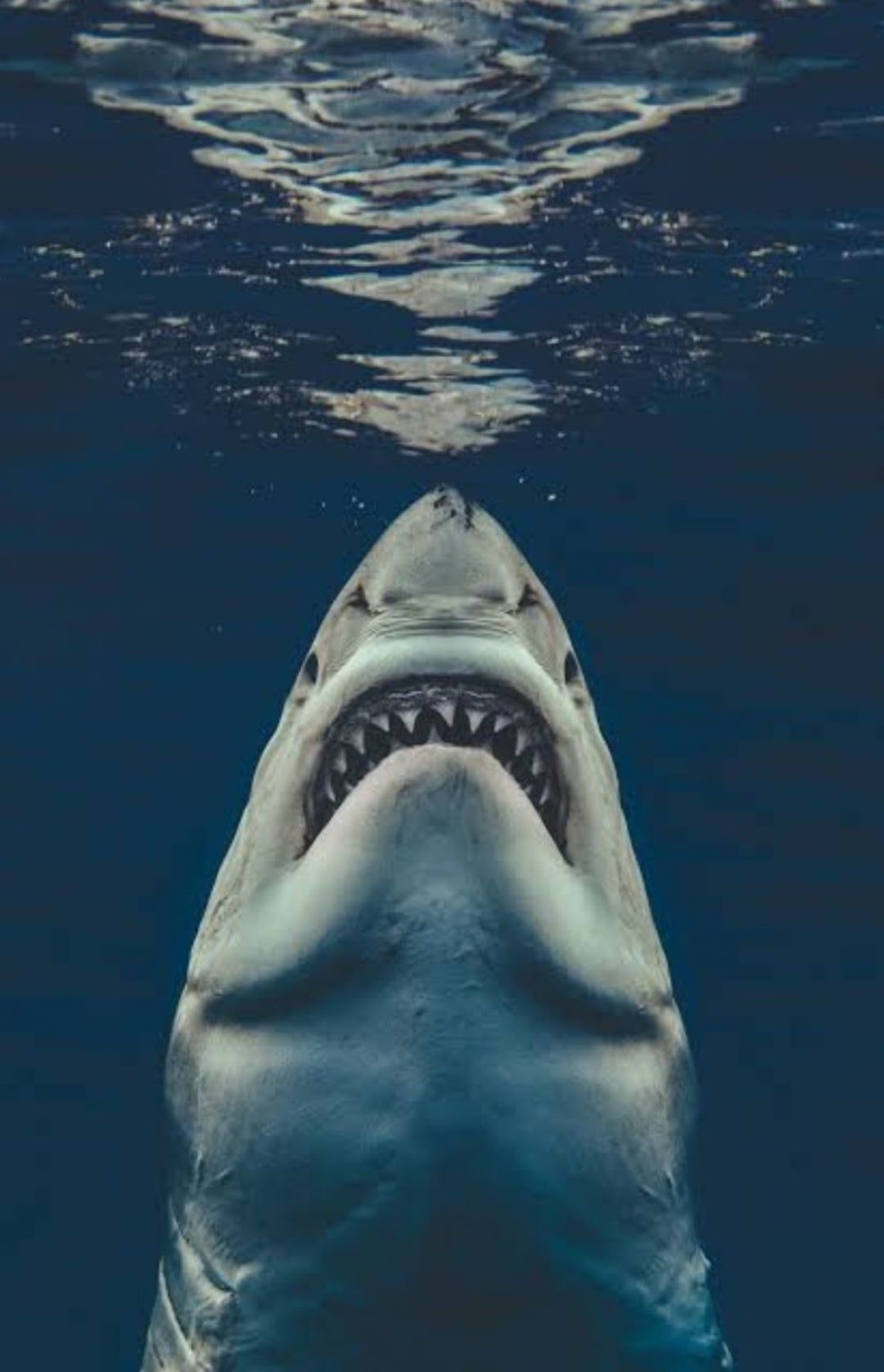 ✓[85+] Great White Shark - Android, iPhone, Desktop HD Backgrounds /  Wallpapers (1080p, 4k) (png / jpg) (2023)