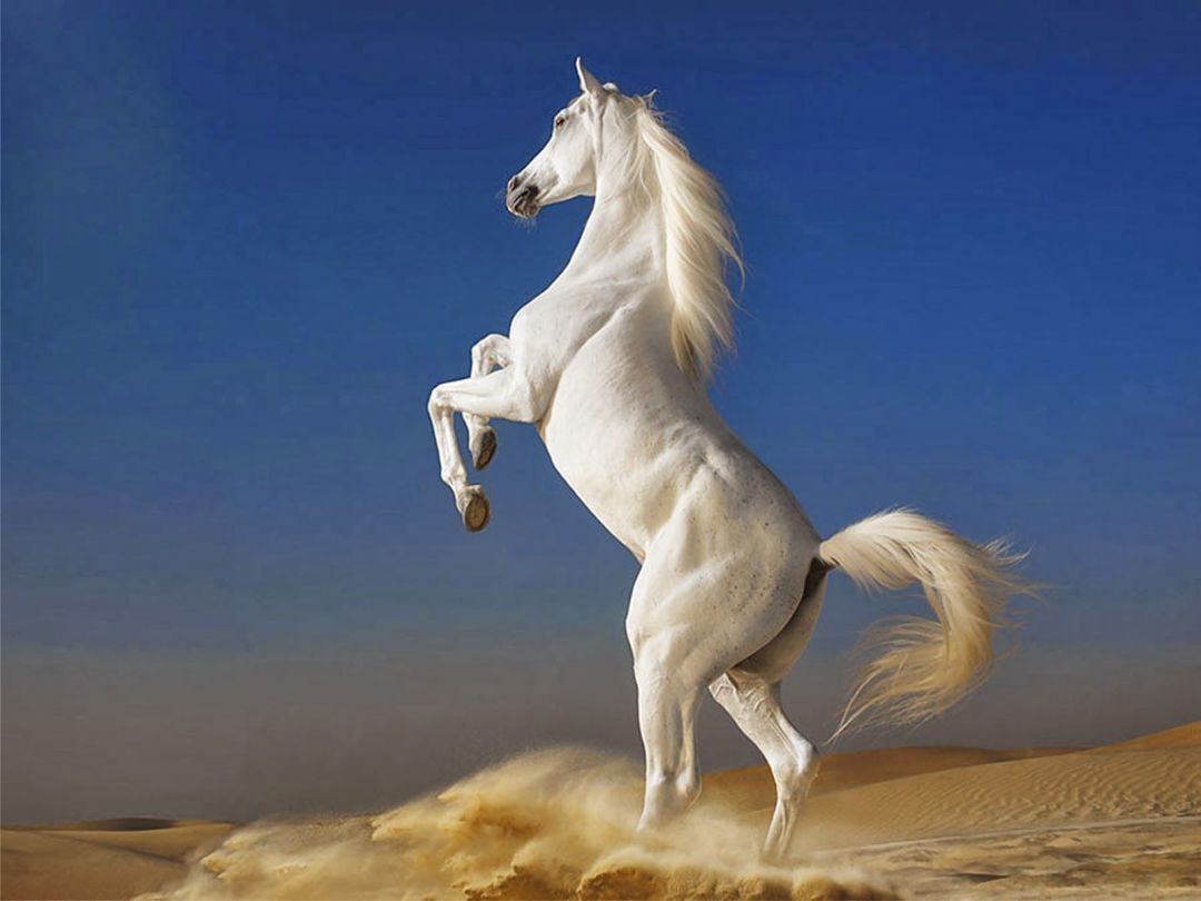 ✓[85+] White Horse Wallpaper - beautiful desktop wallpaper 2014 - Android /  iPhone HD Wallpaper Background Download (png / jpg) (2023)