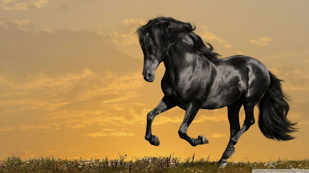 ✓[85+] Black Horse Running ❤ 4K HD Desktop Wallpaper for 4K Ultra HD TV -  Android / iPhone HD Wallpaper Background Download (png / jpg) (2023)