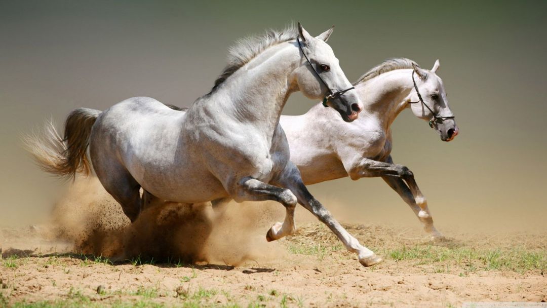 ✓[85+] Download Horse Wallpaper HD Picture One HD Wallpaper Picture -  Android / iPhone HD Wallpaper Background Download (png / jpg) (2023)
