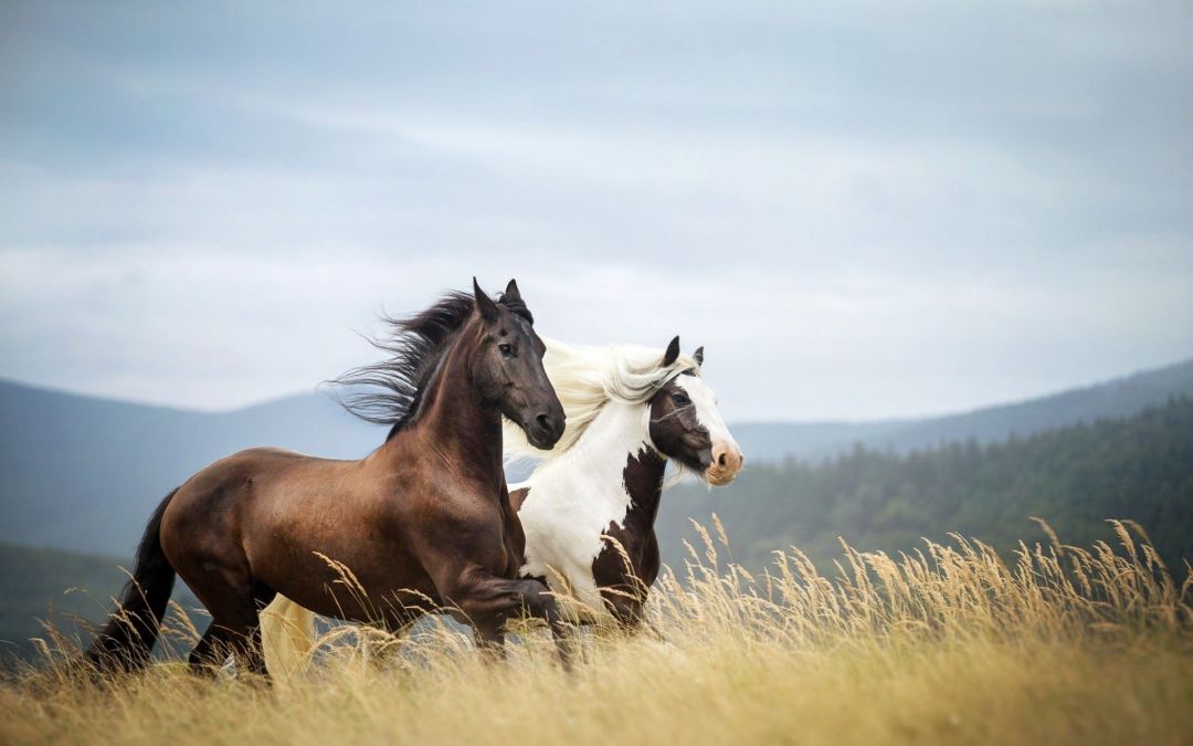 ✓[85+] Running Horses Wallpaper - Android / iPhone HD Wallpaper Background  Download (png / jpg) (2023)