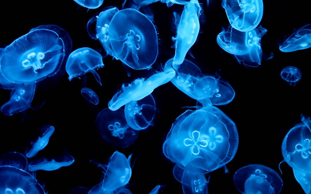 ✓[95+] Jellyfish Desktop Wallpaper - Android / iPhone HD Wallpaper  Background Download (png / jpg) (2023)