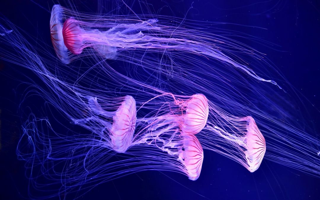 ✓[95+] Wallpaper Jellyfish, Deep sea, Underwater, HD, Animals - Android /  iPhone HD Wallpaper Background Download (png / jpg) (2023)