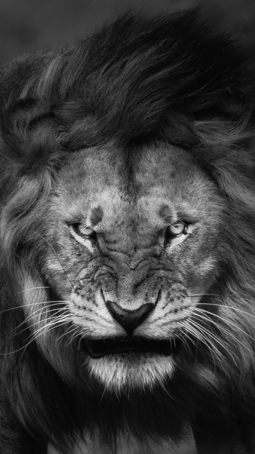 ✓[240+] Angry Lion Face Wallpaper IPhone Wallpaper. IPhone Wallpaper -  Android / iPhone HD Wallpaper Background Download (png / jpg) (2023)