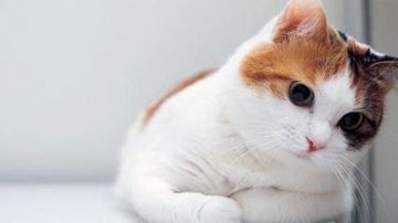✓ [75+] Cute Cat - Android, iPhone, Desktop HD Backgrounds / Wallpapers ( 1080p, 4k) (2023)