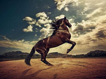 ✓[85+] Seven Horse Wallpaper - Android / iPhone HD Wallpaper Background  Download (png / jpg) (2023)