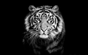 ✓[75+] Tiger - Android, iPhone, Desktop HD Backgrounds / Wallpapers (1080p,  4k) (png / jpg) (2023)