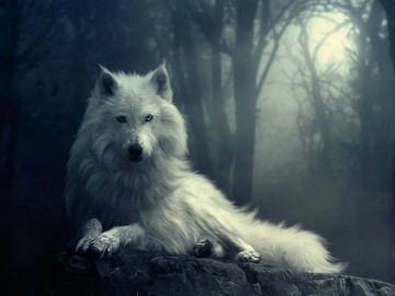 ✓[170+] wolf wallpaper HD for mobile - Android / iPhone HD Wallpaper  Background Download (png / jpg) (2023)