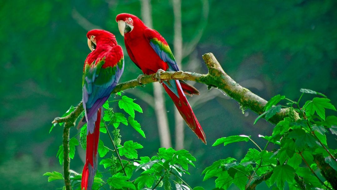 ✓[95+] Parrots Wallpaper. Birds wallpaper hd, Beautiful bird - Android /  iPhone HD Wallpaper Background Download (png / jpg) (2023)