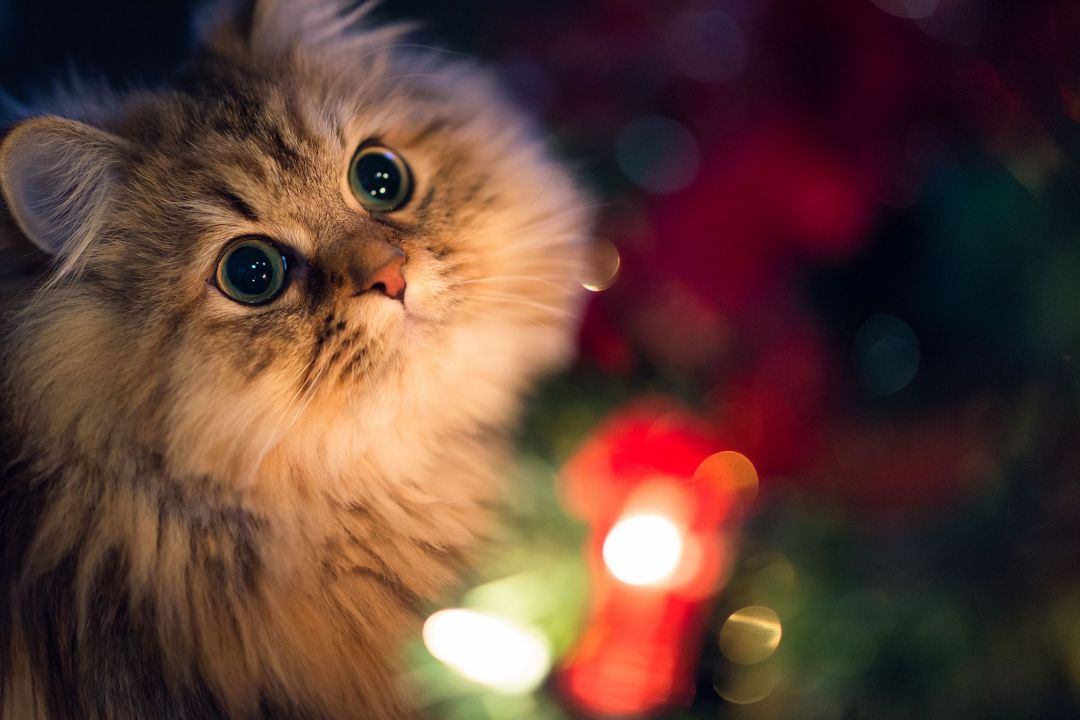 ✓[85+] Beautiful Innocent Eyes Cute Cat Wallpaper - Android / iPhone HD  Wallpaper Background Download (png / jpg) (2023)