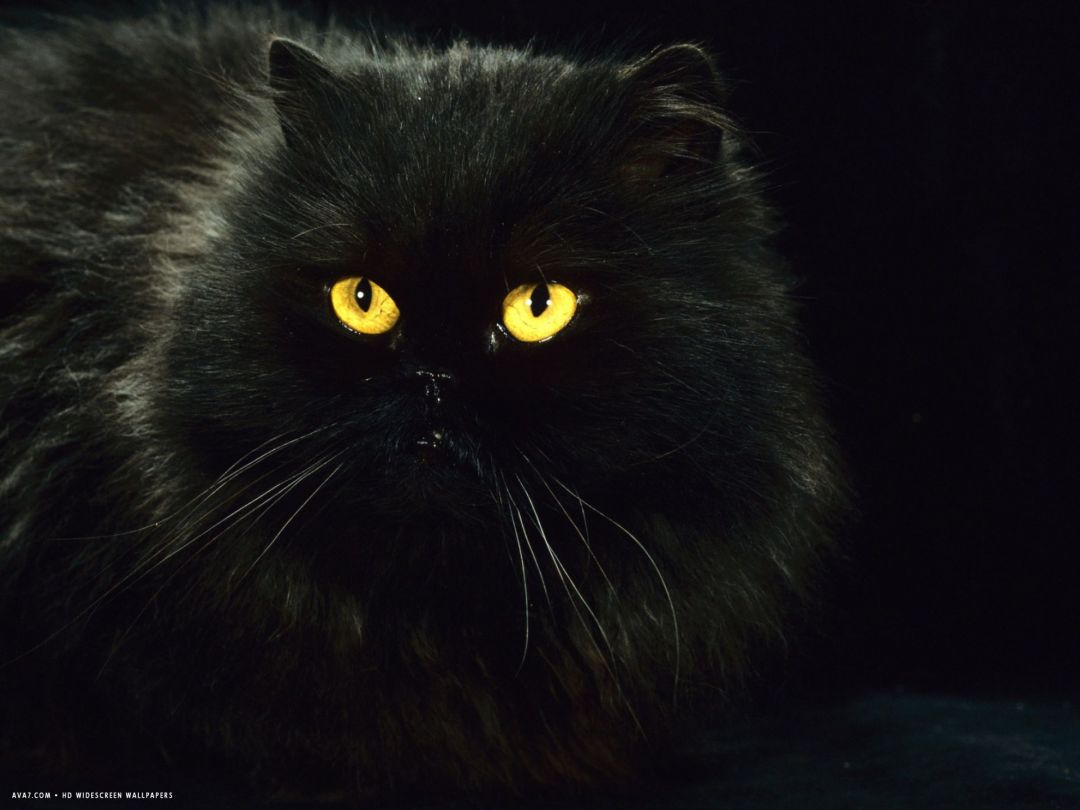 ✓[85+] black persian female at night yellow eyes shining. persian cat HD -  Android / iPhone HD Wallpaper Background Download (png / jpg) (2023)