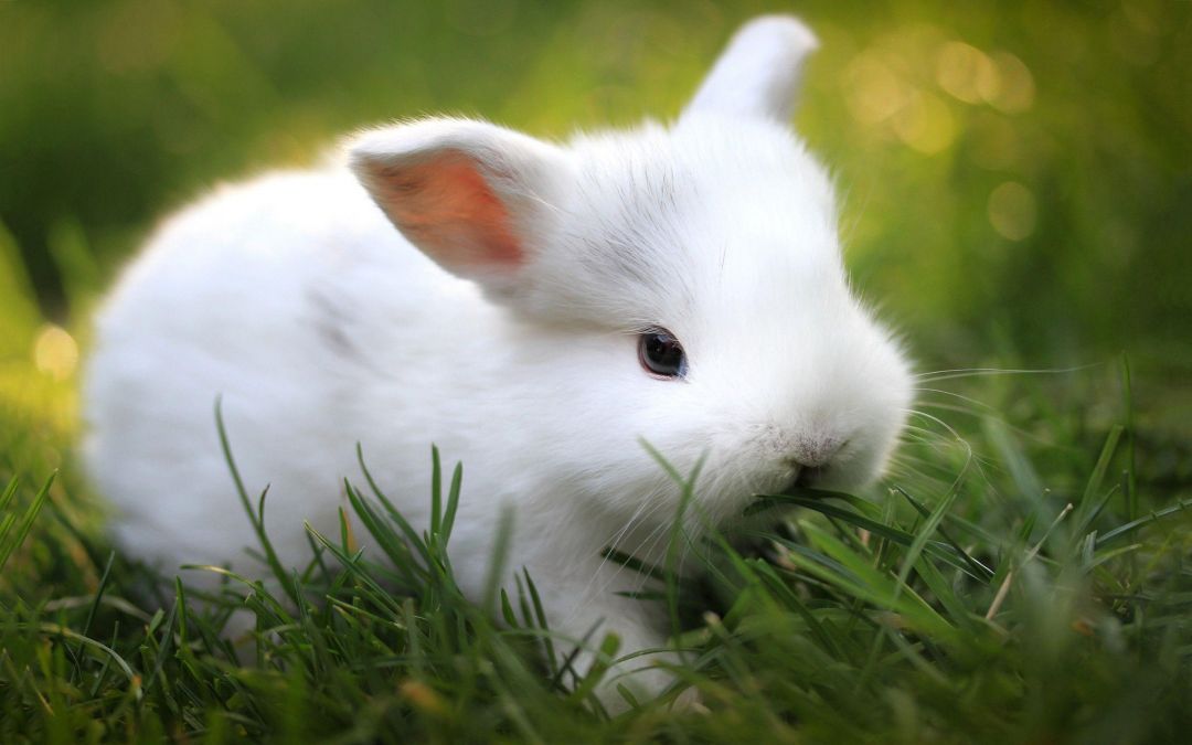 ✓[55+] Cute Bunny Wallpaper - Android, iPhone, Desktop HD Backgrounds /  Wallpapers (1080p, 4k) (png / jpg) (2023)