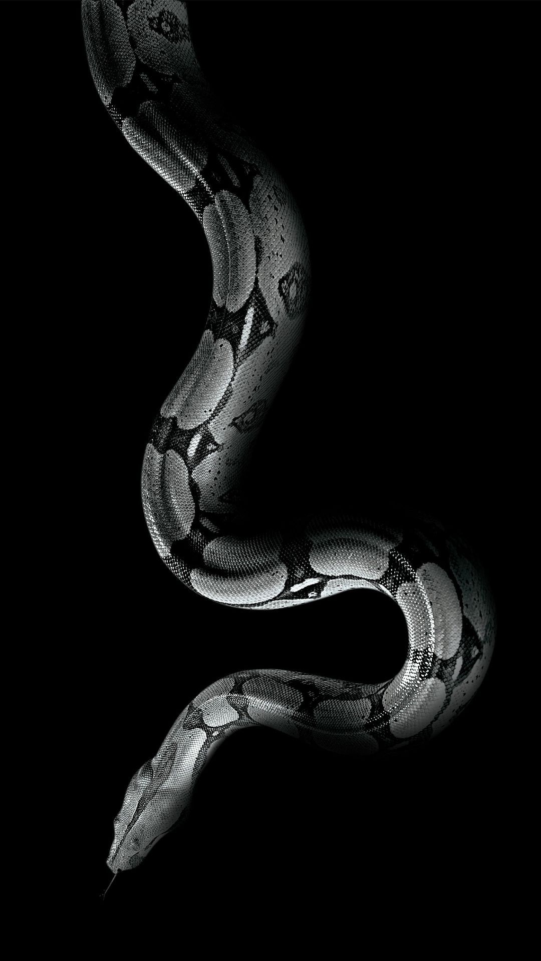 ✓[35+] White Snake iPhone Wallpaper HD - Android / iPhone HD Wallpaper  Background Download (png / jpg) (2023)