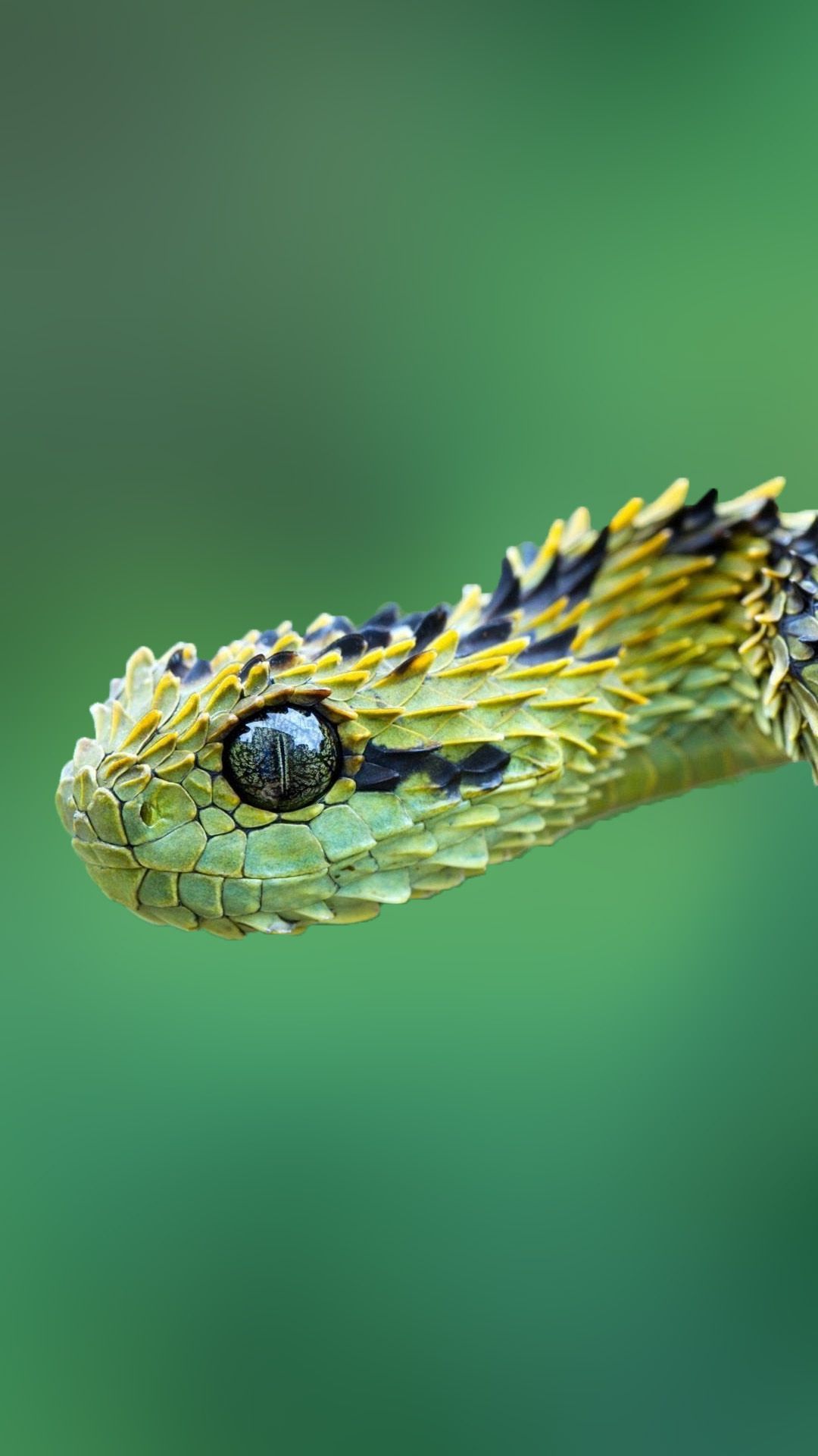 ✓[35+] Bush Viper Wallpaper, 47++ Bush Viper Wallpaper and Photo In High -  Android / iPhone HD Wallpaper Background Download (png / jpg) (2023)